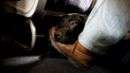 Should emotional support animals be allowed on planes?