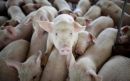 Chinese scientists discover a new swine flu capable of triggering a pandemic