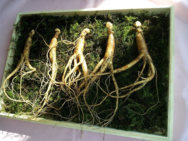 Ginseng Coreano and Its Benefits for Your Body and Mind