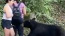 Wild bear that sniffed woman's hair is caught and castrated