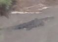 Video shows huge alligator swimming in Sally's storm surge
