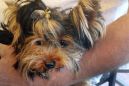 Yorkie's death at airport facility fuels legal fight