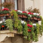 How to embellish your balcony with plants