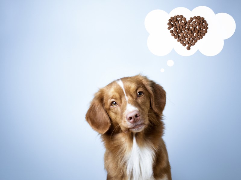 Pros and Cons of Cold Pressed Dog Food