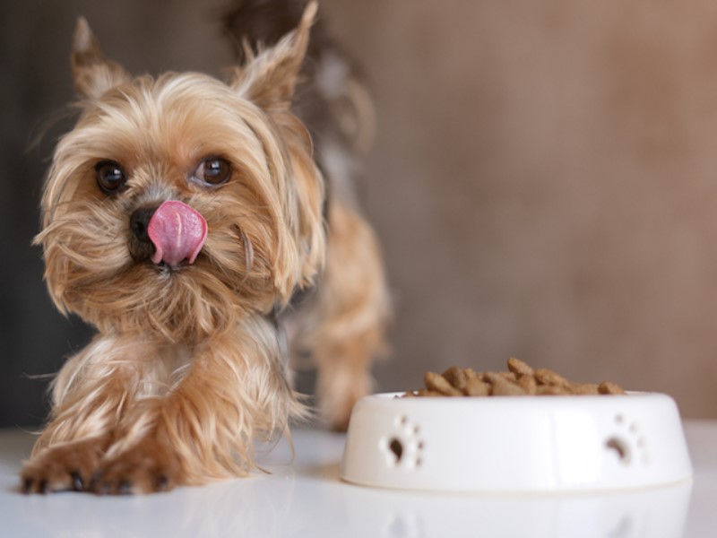 Nutritious cold pressed food your dog will love