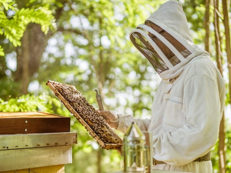 Hive Disinfection with Oxalic Acid for Healthier Bees