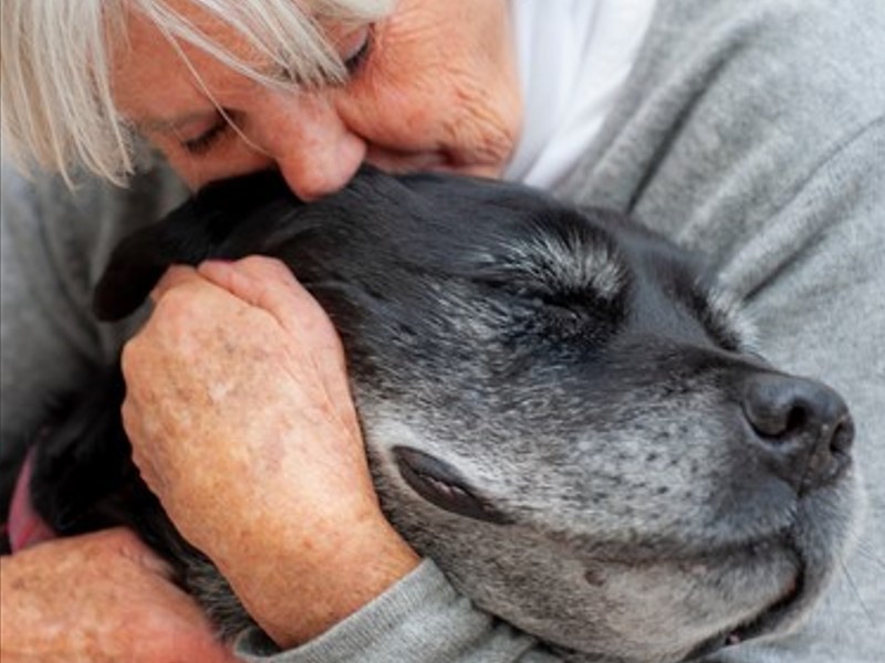 How to Choose the Right Dog Food for Senior Dogs