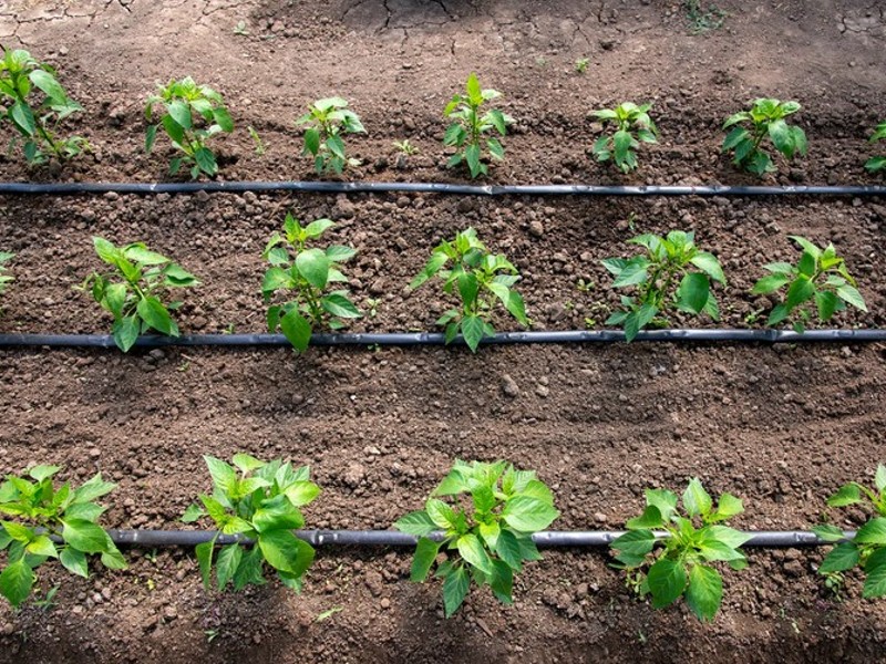A Deep Dive into Drip Irrigation