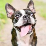 Boston Terrier