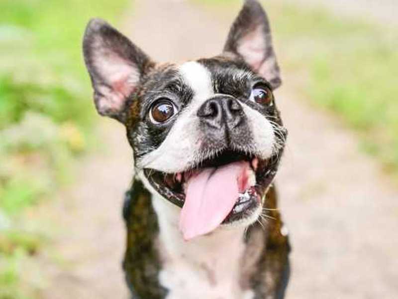 Why the Boston Terrier Rules Every Heart