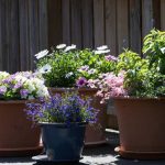 Transform Your Backyard with Flower Pots flower pots