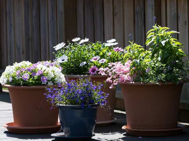 Transform Your Backyard with Flower Pots