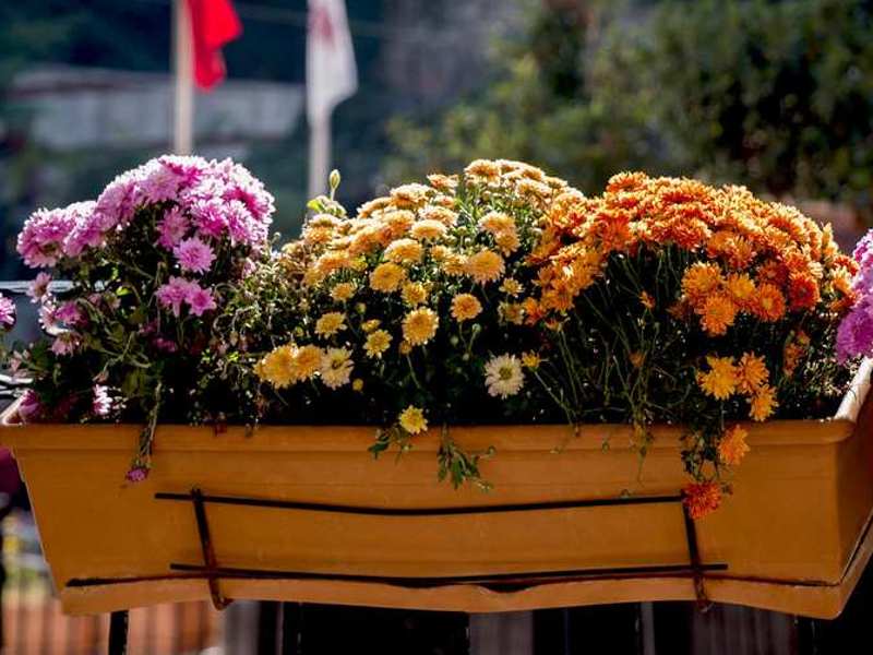 flower pots with good drainage