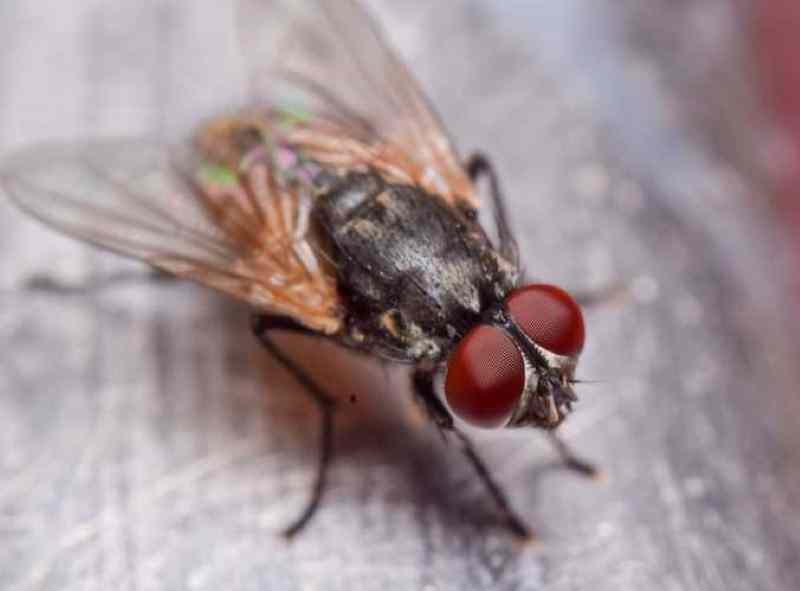 Housefly Trap as a Tiny Pest Control for Cars