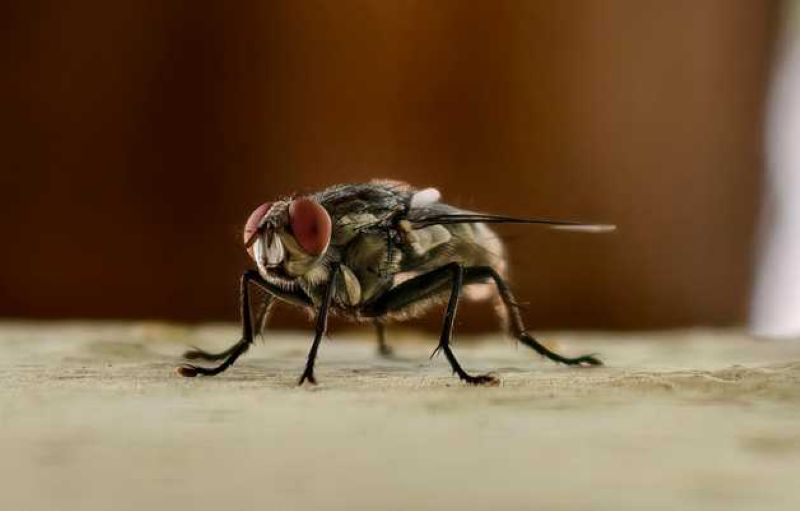 housefly trap
