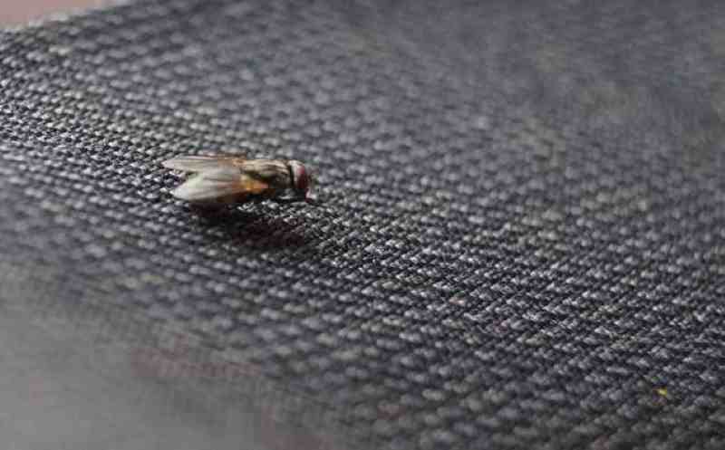 housefly trap